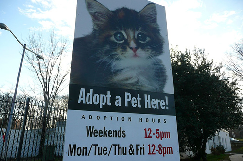 Shelters are using creative adoption events to promote adoption in their facilities crowed with abandoned animals 